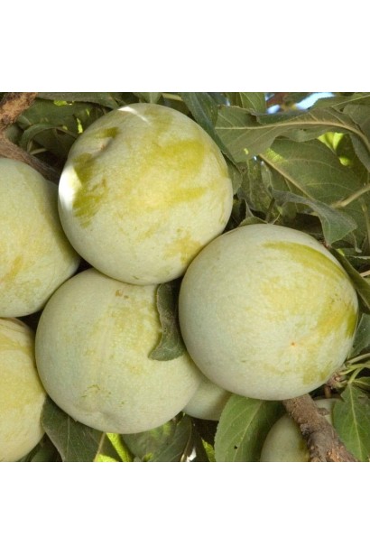 Слива Флавор Квін - жовто-зелені округлі плоди